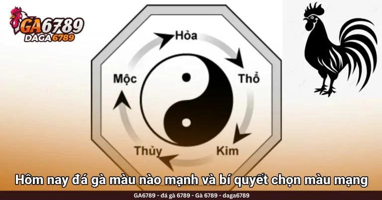 Hôm nay đá gà màu nào mạnh và bí quyết chọn màu mạng chuẩn nhất
